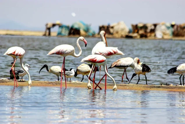 4 Days 3 Nights Lake Turkana Flight Package
