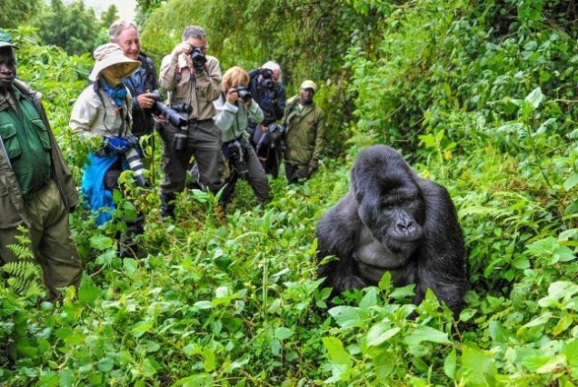 4 Days Mountain Gorilla Trekking Safari & Flying Safari