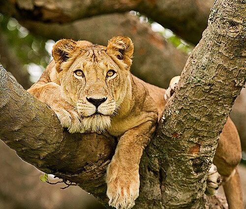 5 Days Wildlife Queen Elizabeth & Mountain Gorilla Trekking Safari